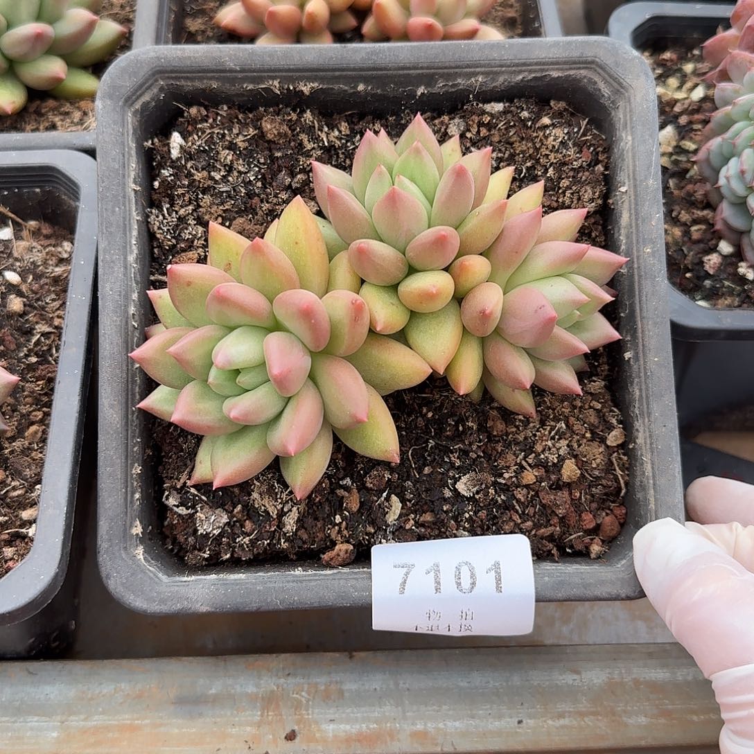 我***们7101号米其林多肉