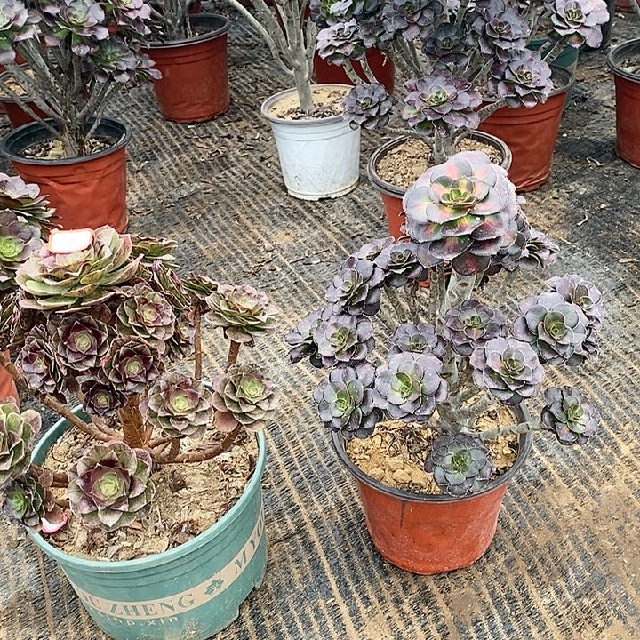 7，2颗多肉法师多肉法师