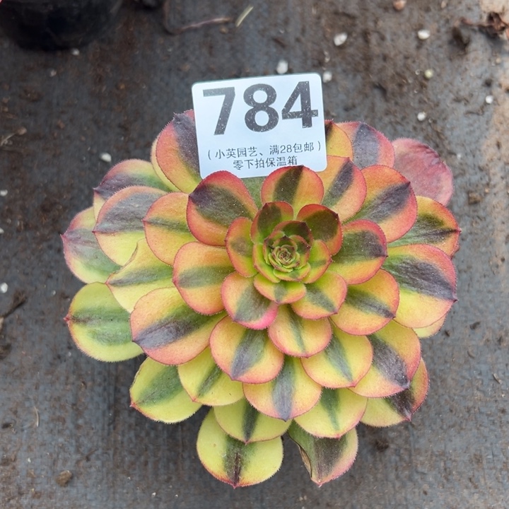 784多肉植物双色海神