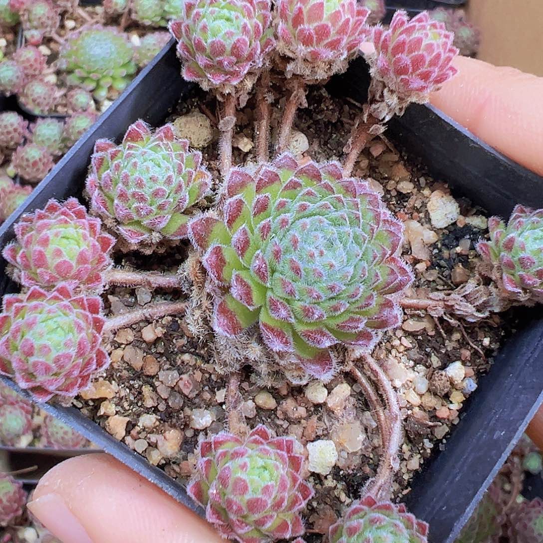 柔情19包邮多肉植物