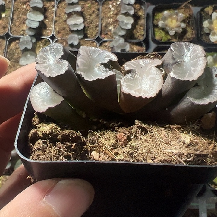玉扇精品多肉植物大战僵尸