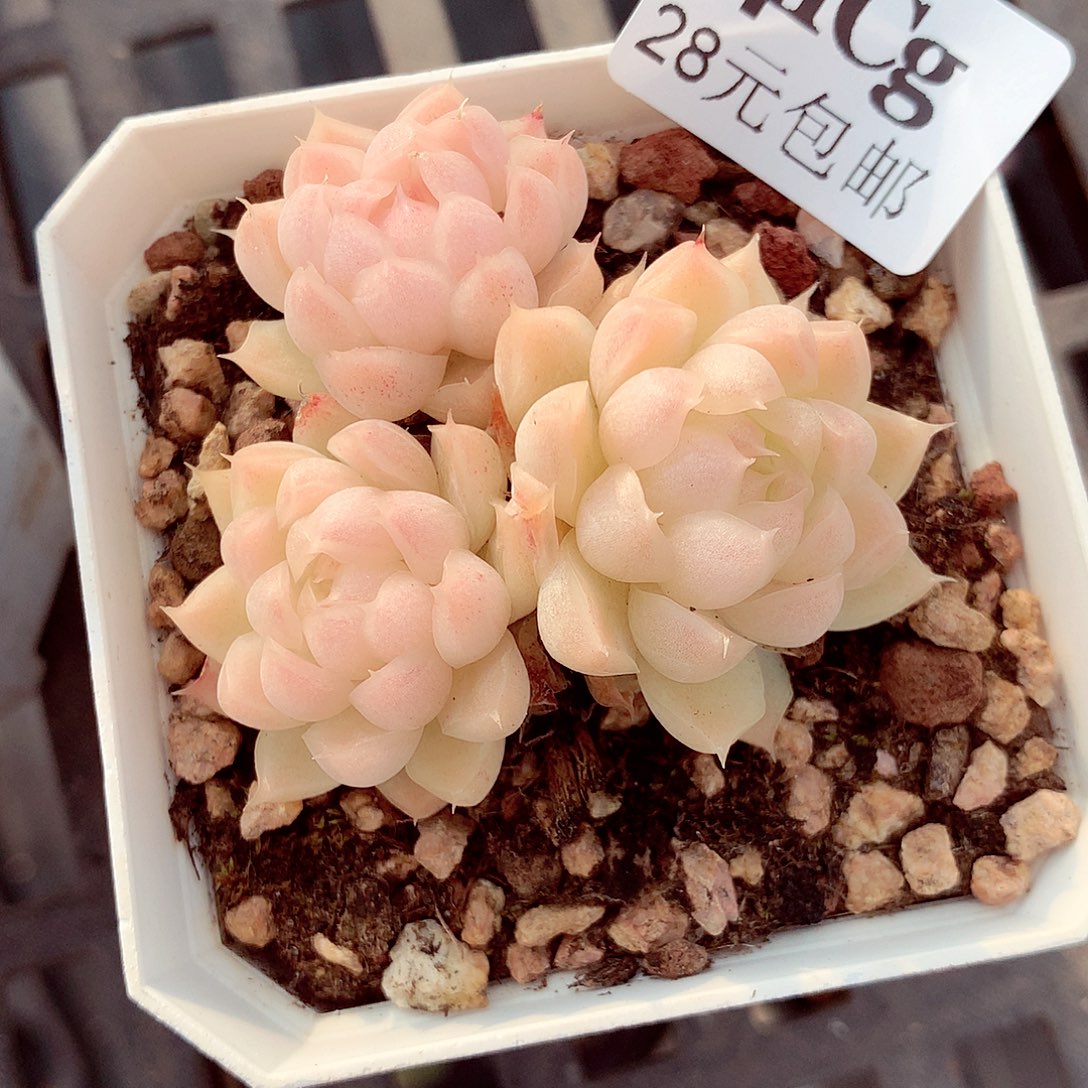 5厘米盆精控多肉141