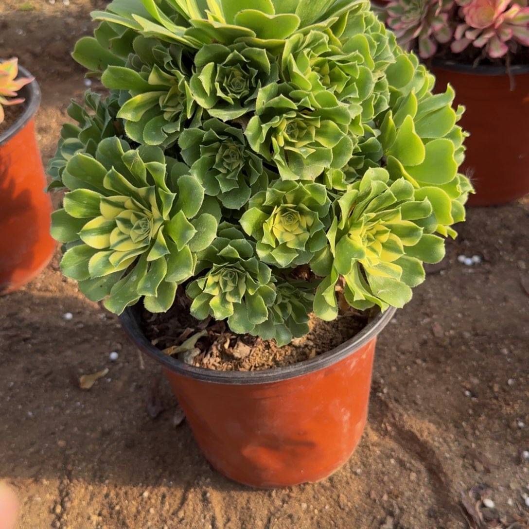 477新尼亚。多肉植物
