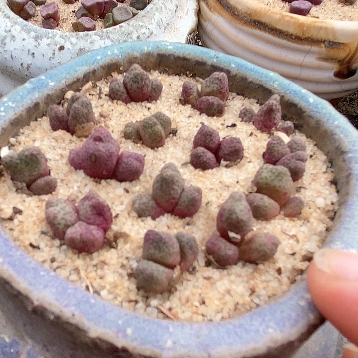 三头955d斑马一颗      