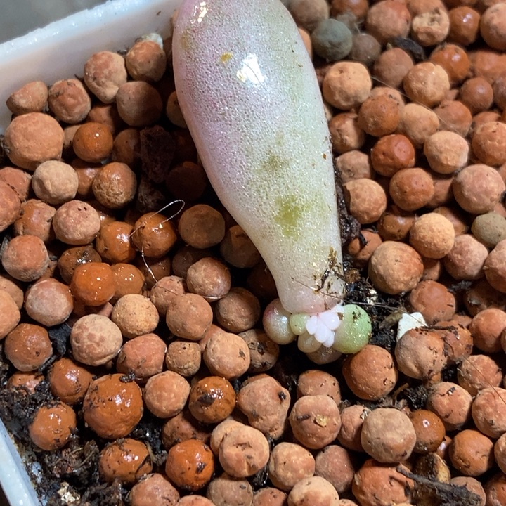 粉色恋人锦多肉植物