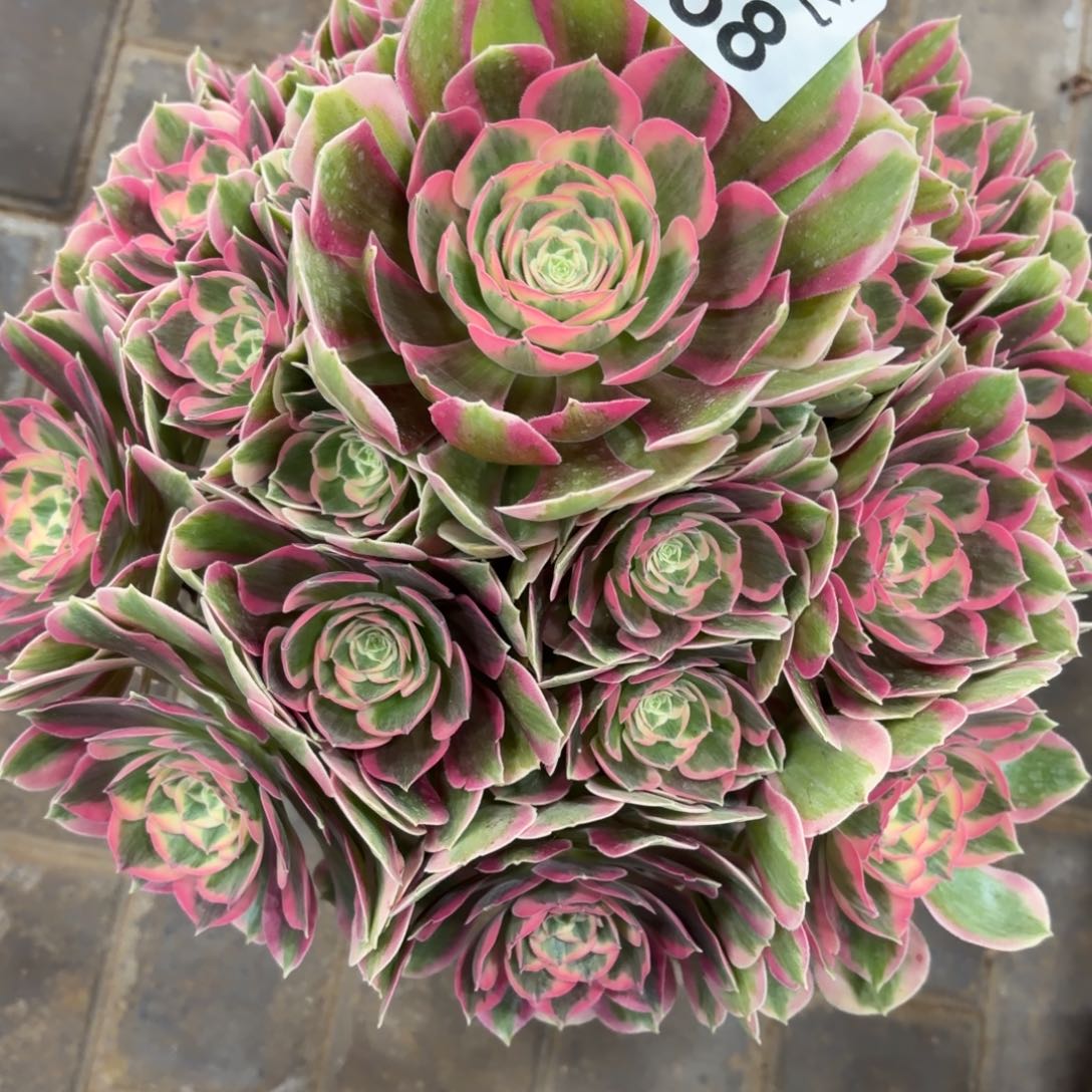 朱***朱粉女郎老桩068肉肉肉肉