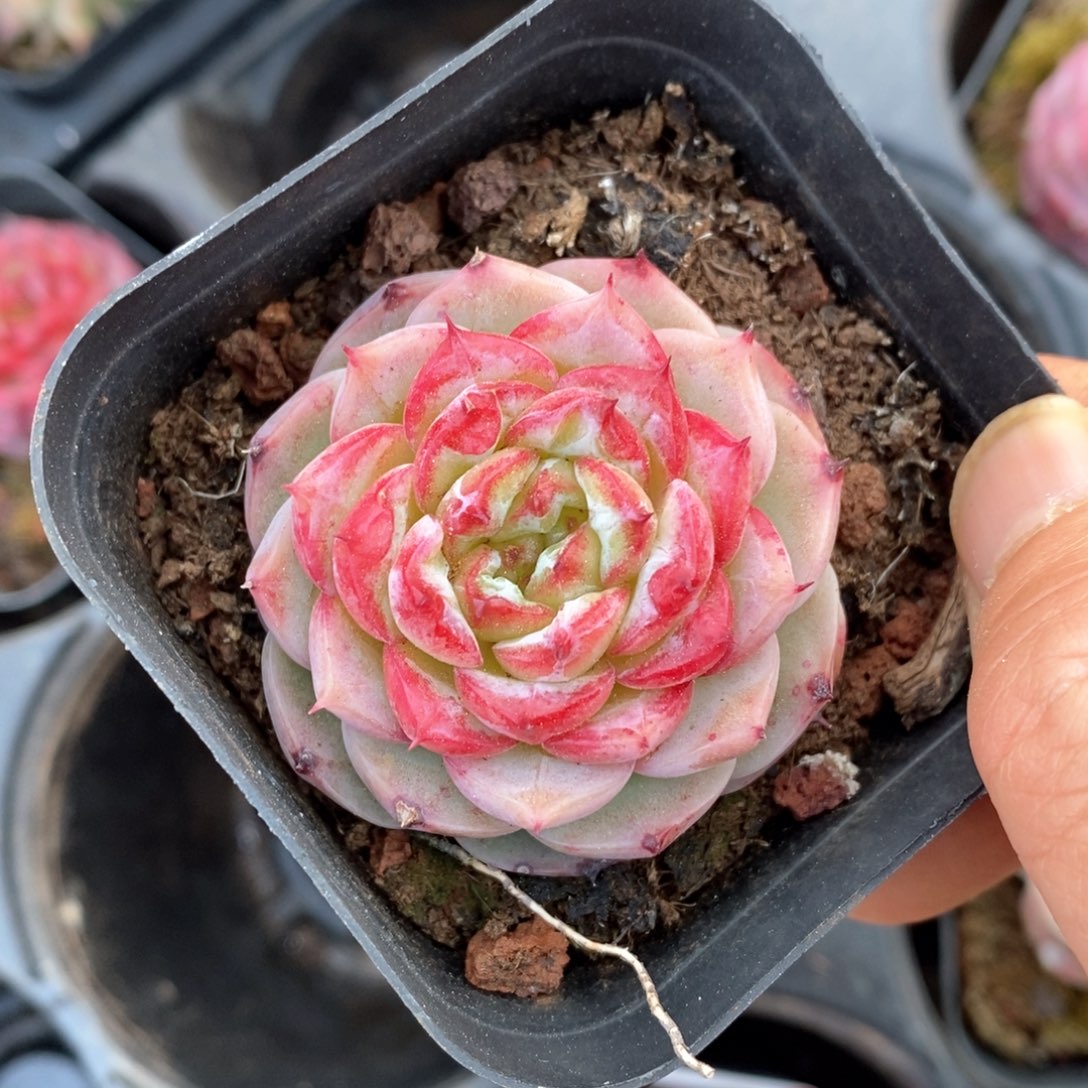 精品多肉一物一拍不包整194