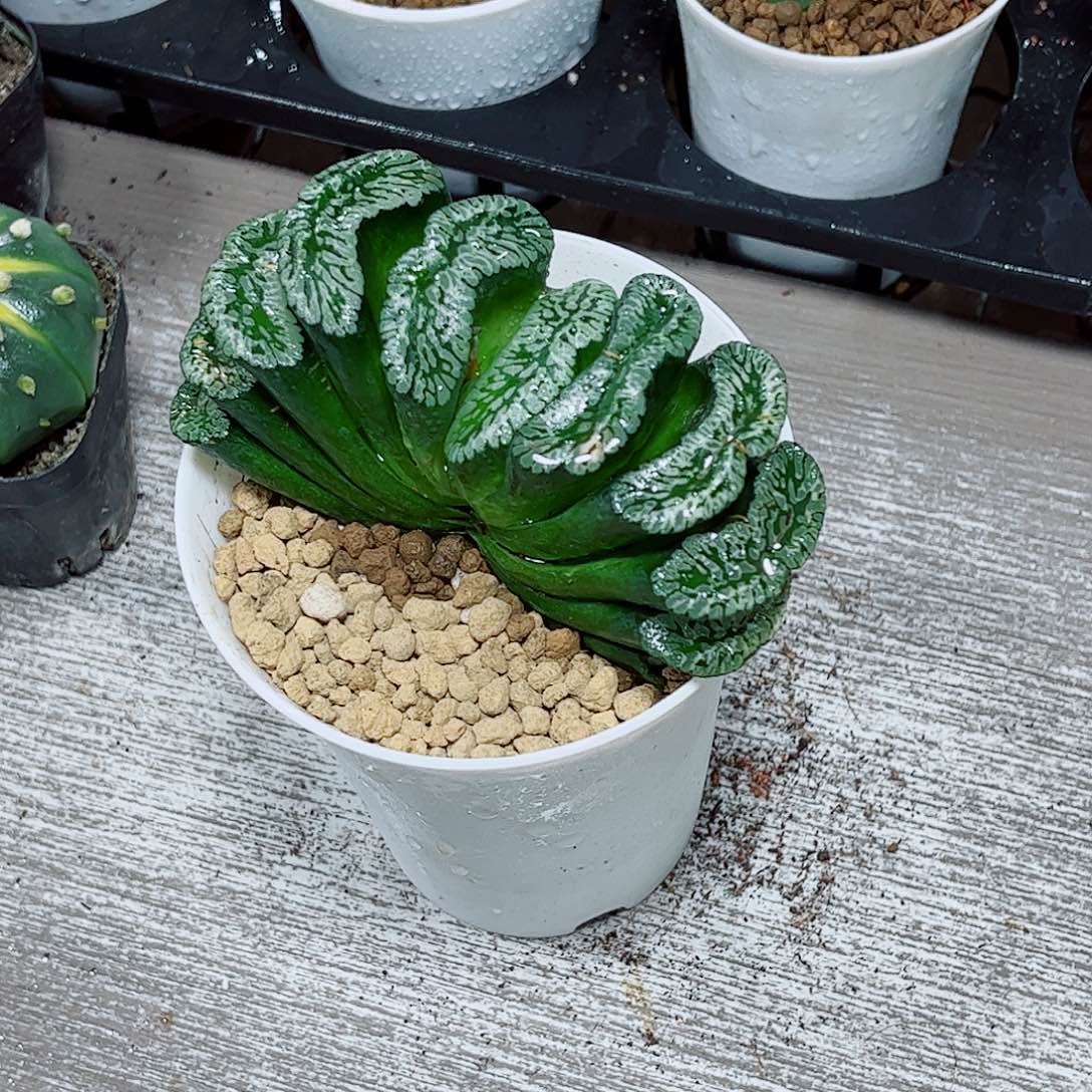 玄武一勿一拍玉露