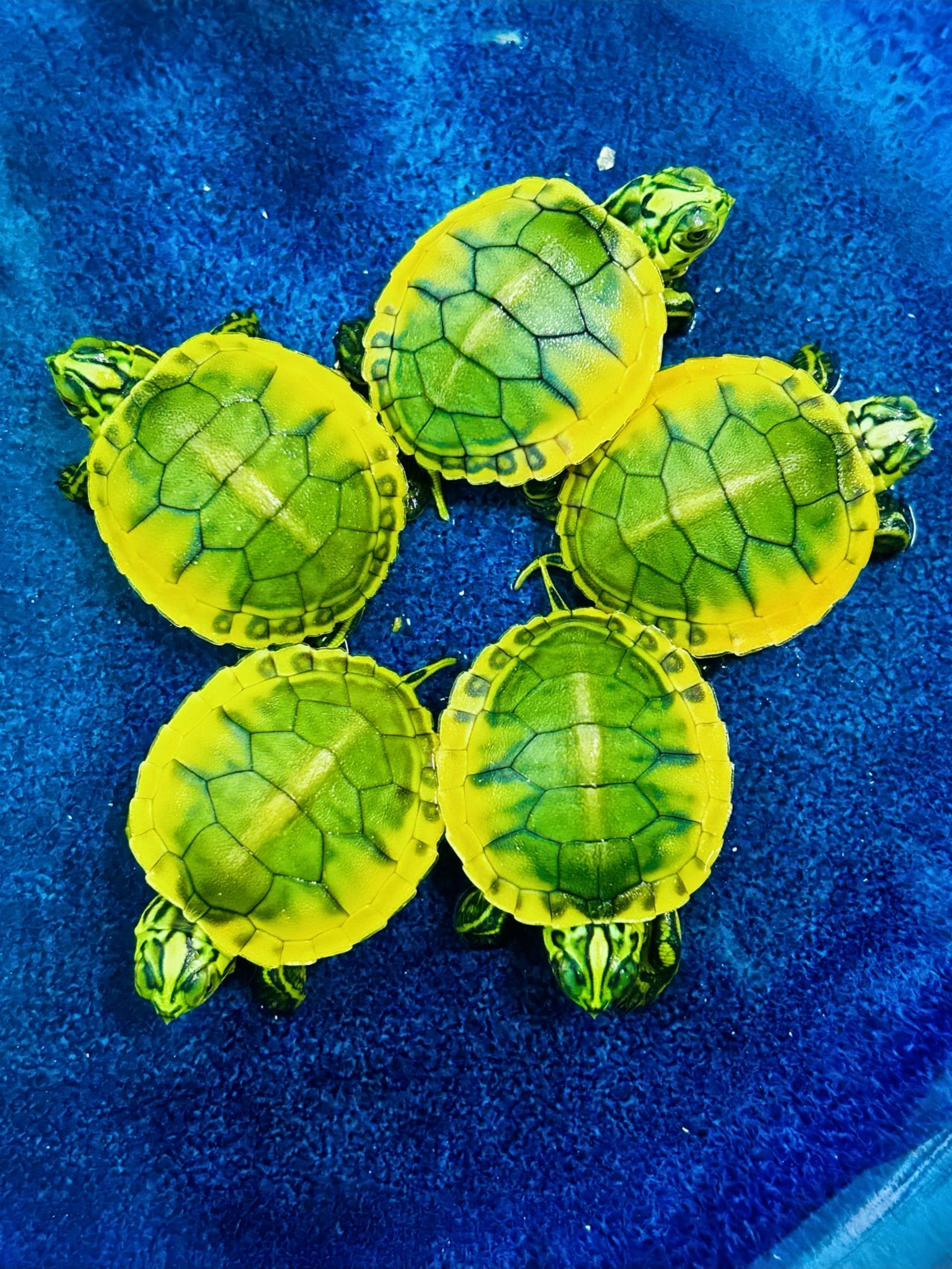 精选火焰宠物龟直播下单链接·