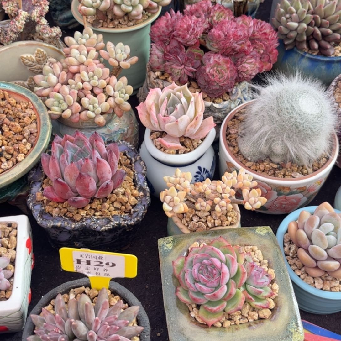 曲**曲多肉植物111111