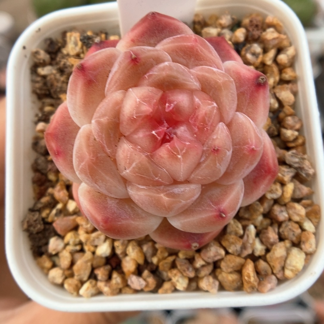 糖心冰魄可拍906号。    