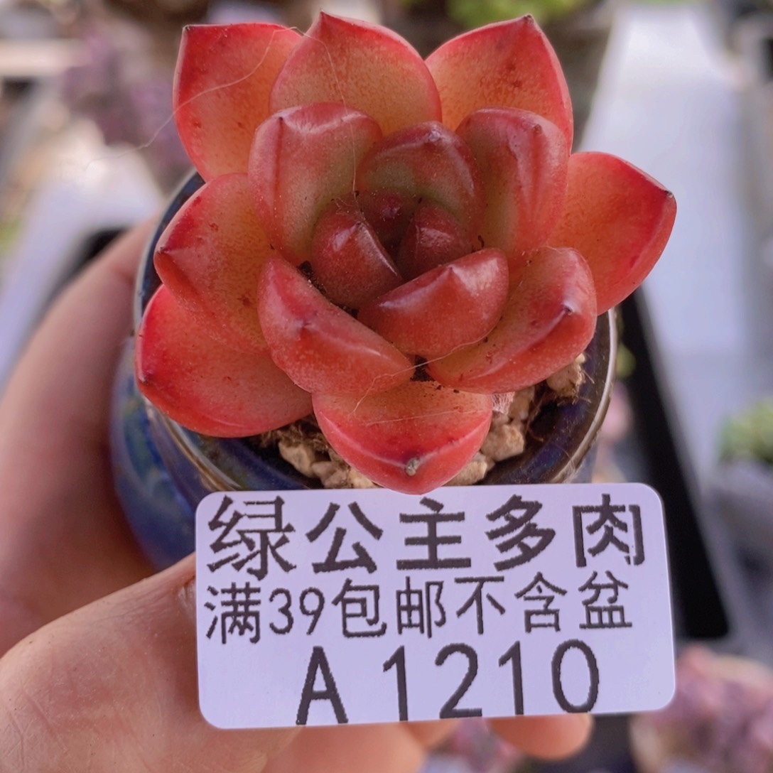 火凤凰1210多肉植物