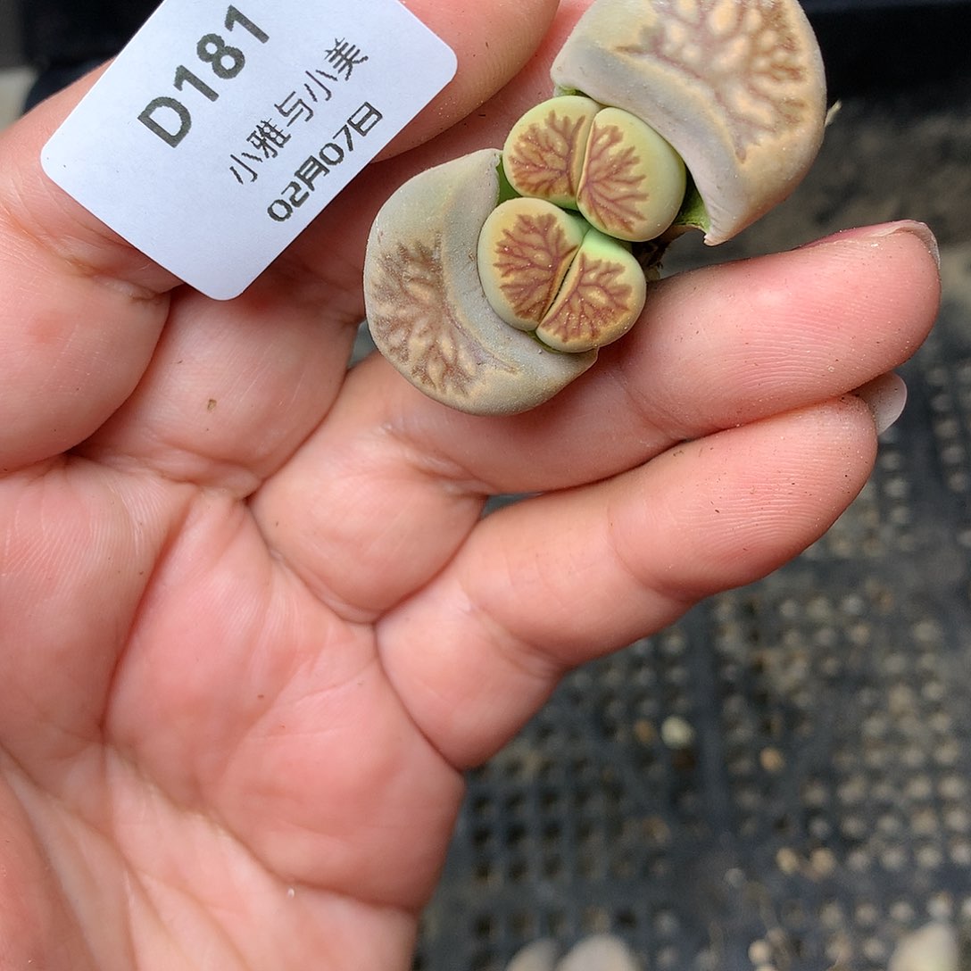 D181多肉植物保护研究所