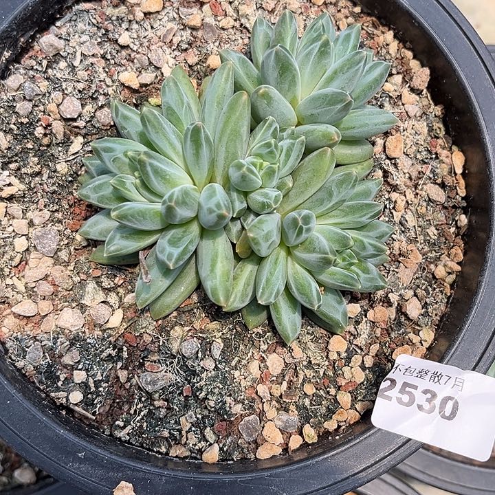 阿雅园艺。     2530