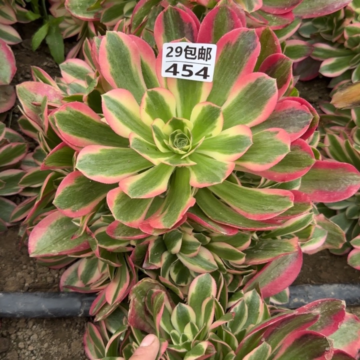 妖月带花脸……多肉植物……