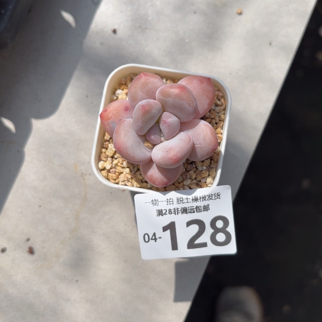 香水奶老桩多肉多肉