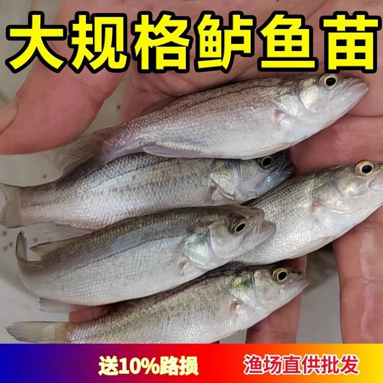 中通包邮宠物观赏鱼大口黑鲈加州鲈鱼水族鱼缸鱼塘养殖