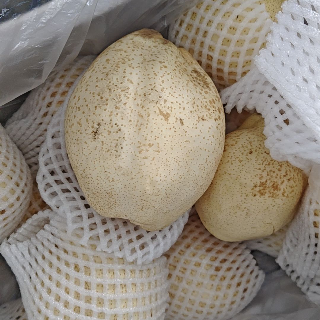 酥梨超大果，单个1.7斤以上，一箱4个