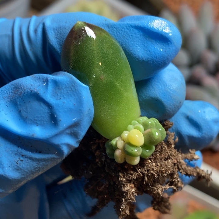 千代田之松锦多肉植物