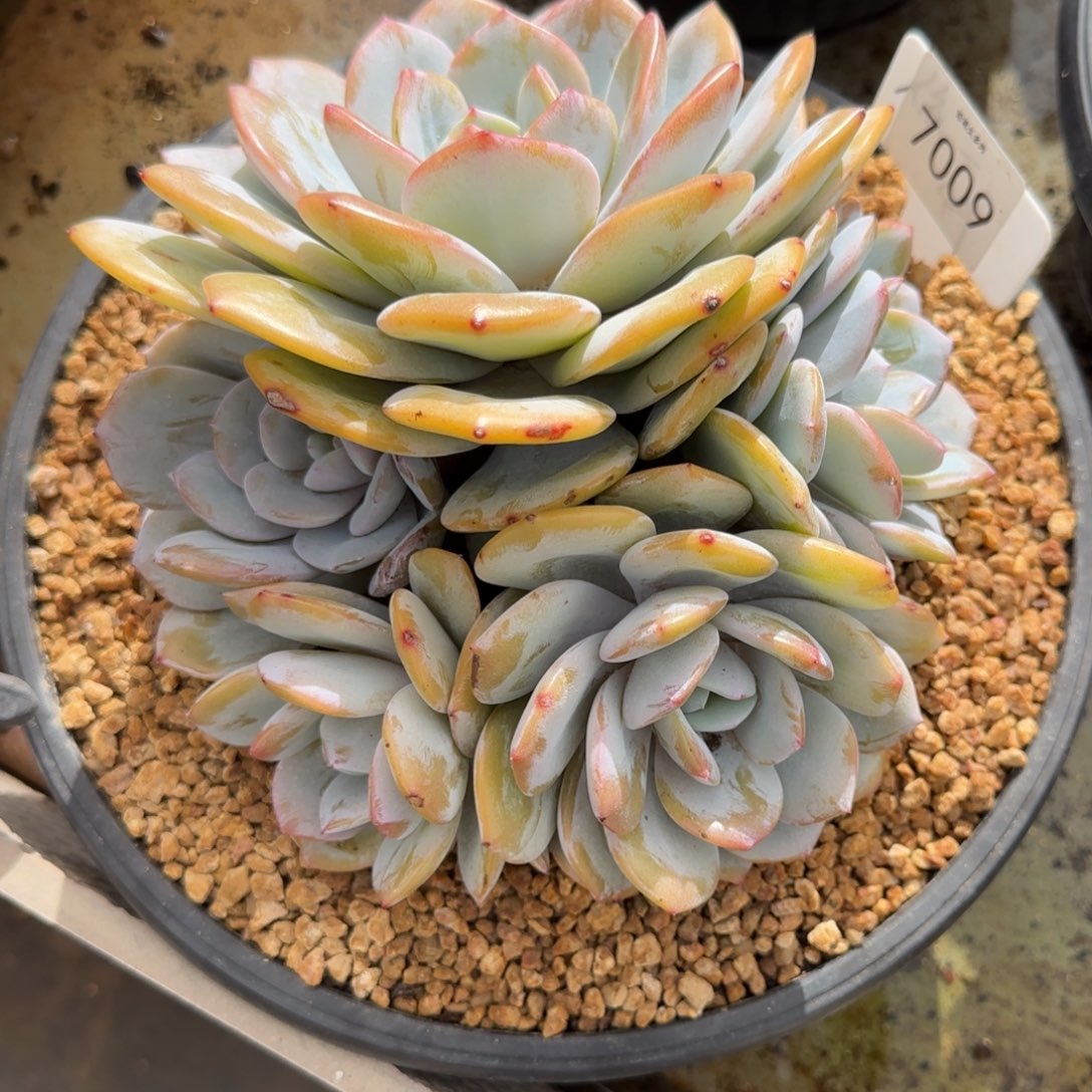 叁***月7009。        奶茶五头