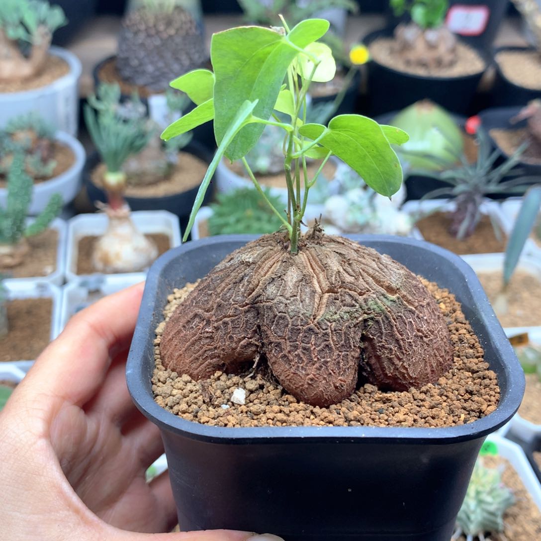 象足龟甲龙带盆多肉