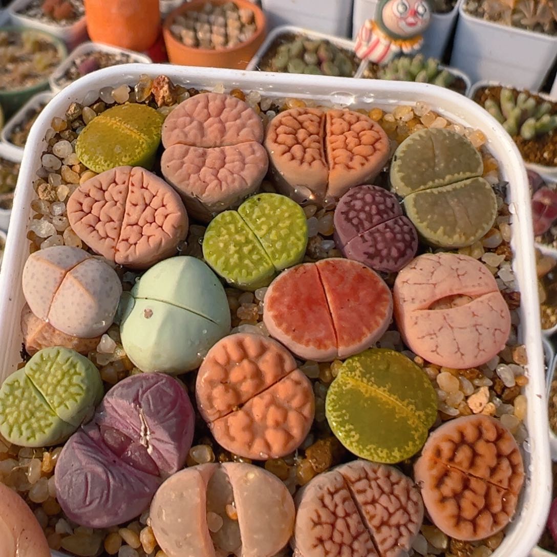 37多肉植物百科知识