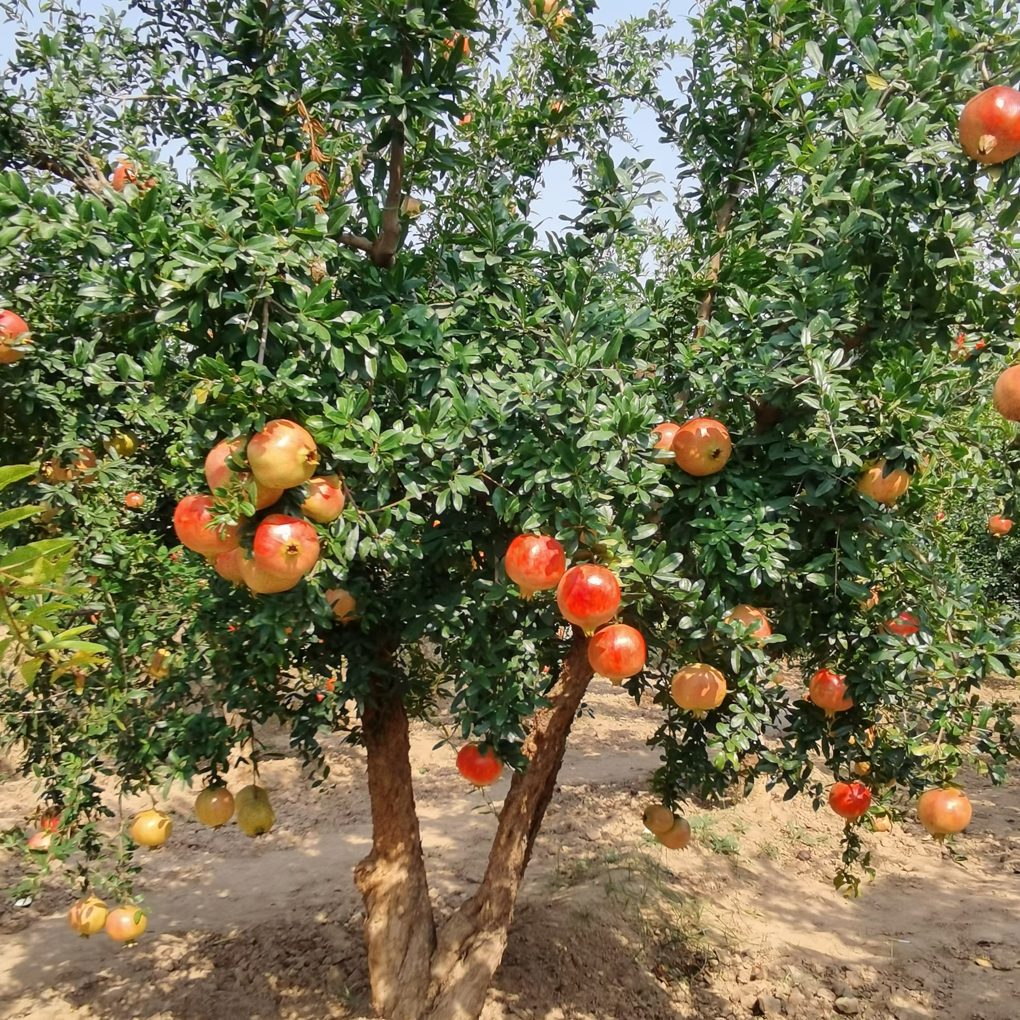 突尼斯软籽石榴树 盆栽地栽 带果带土球五年树龄现挖现发送货上门