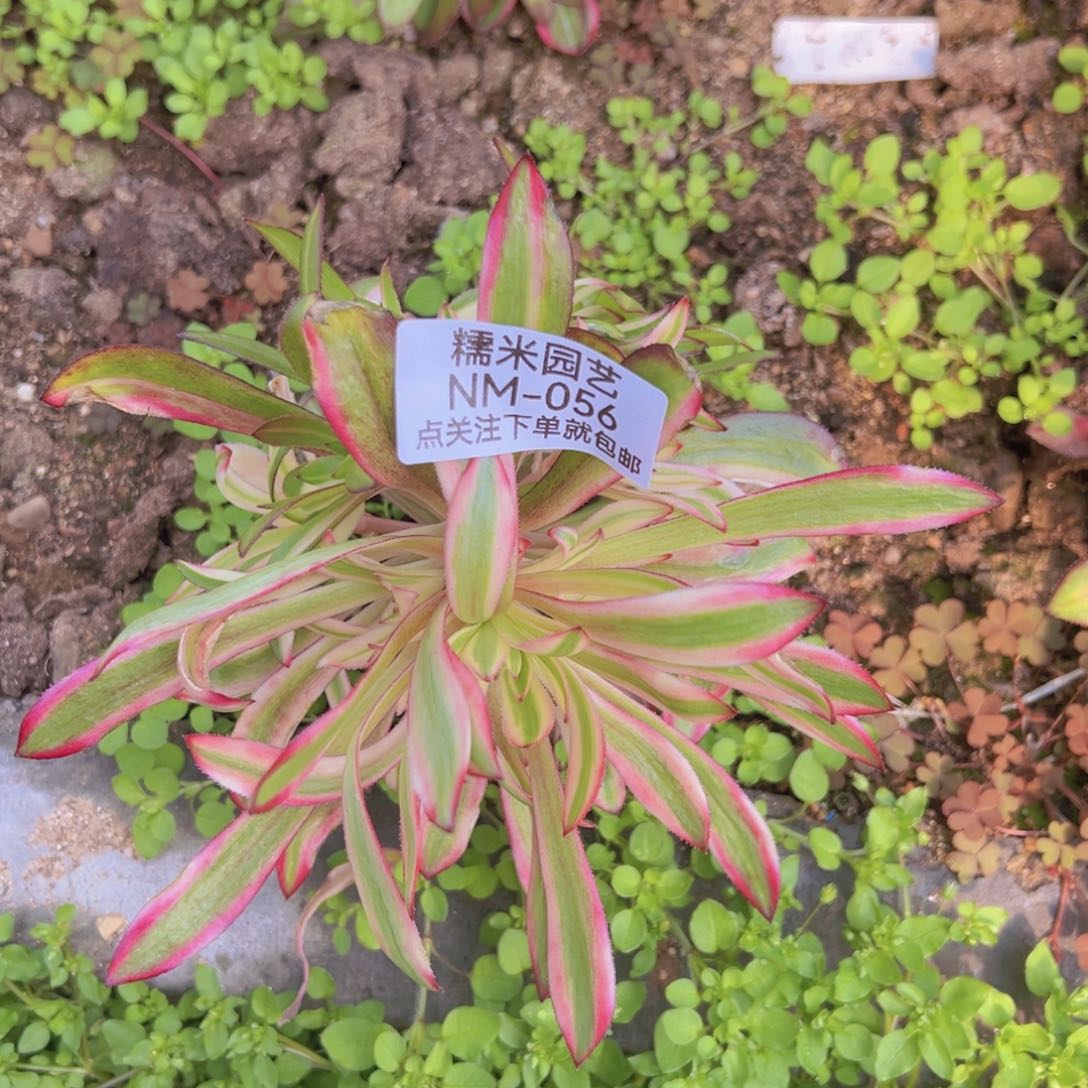 黑法七彩多肉植物056