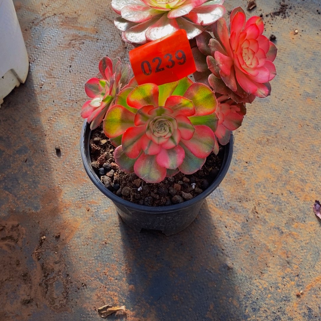 沁***源0239多肉植物荔枝