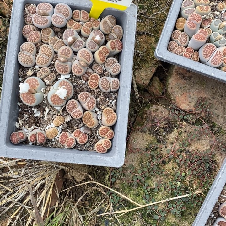 四***敏生长习性夏枯草或习性865