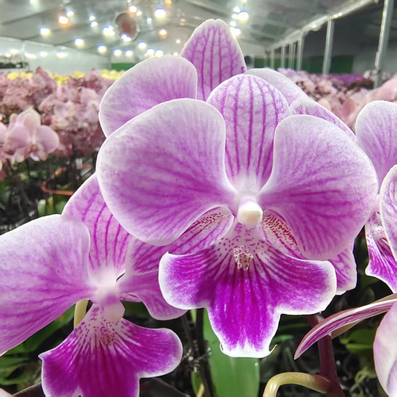 蝴蝶兰【露西】中小花型 花色娇艳 可以美观 基地直发