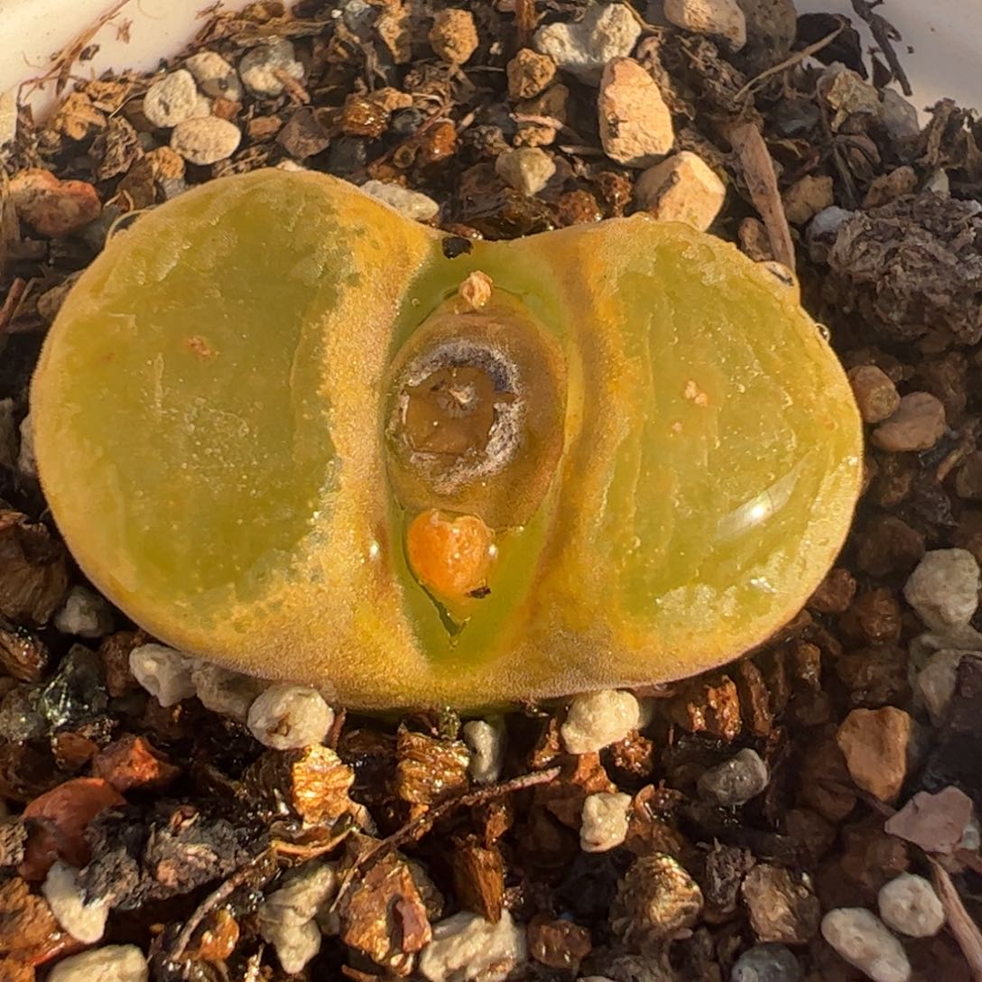 多肉植物百科169