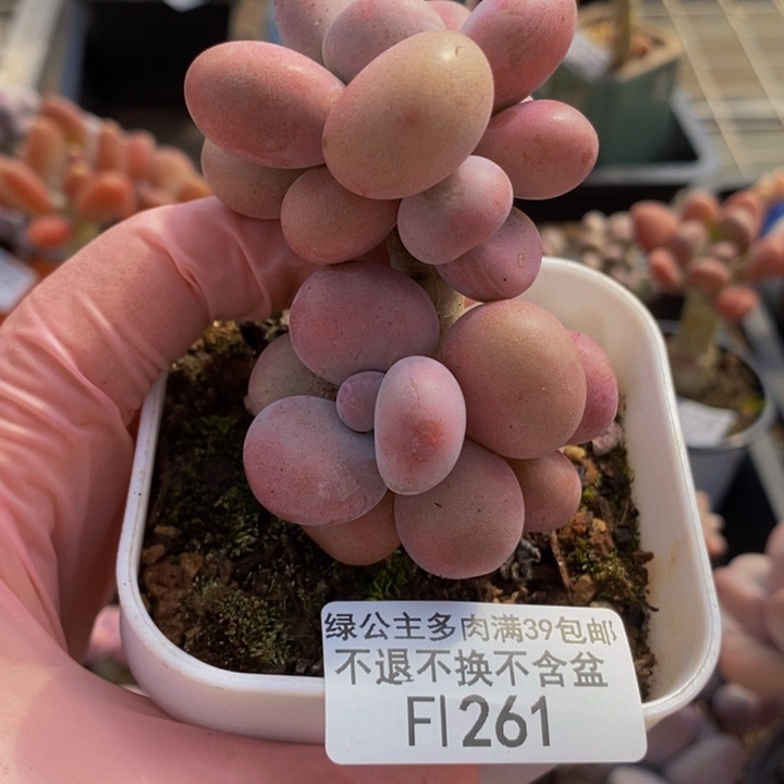 腰子桃蛋5cm261多肉植物