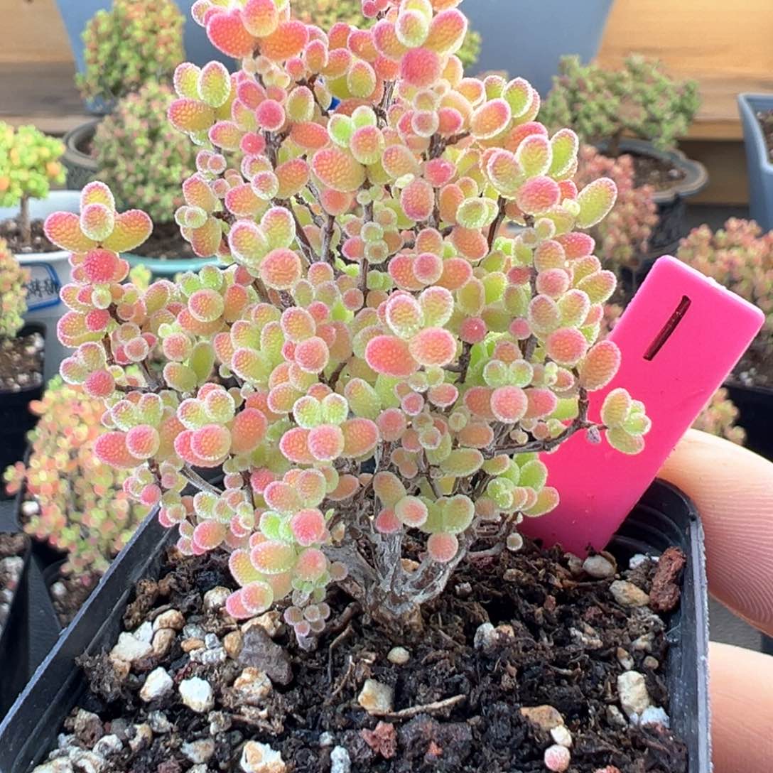 蜜橘1号5.5cm盆一物一拍