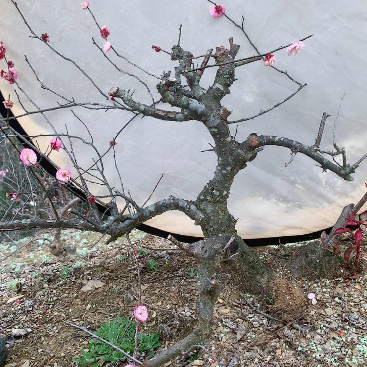 【闪购商品】梅花生桩11111