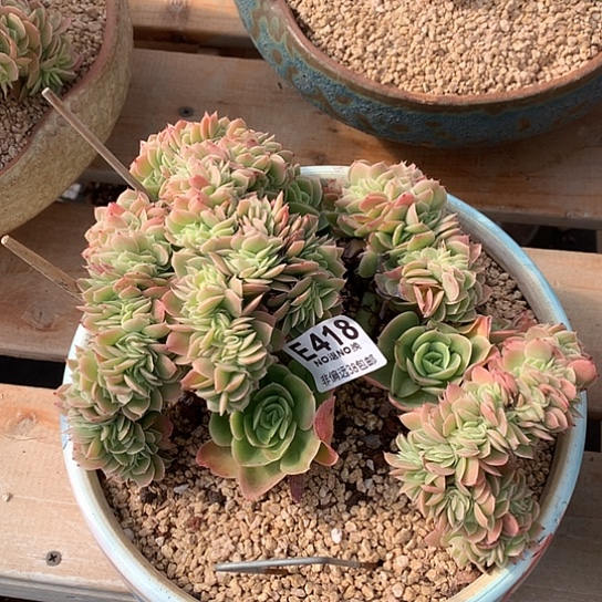 星娜塔缀化418 退款拉黑需要延时发货