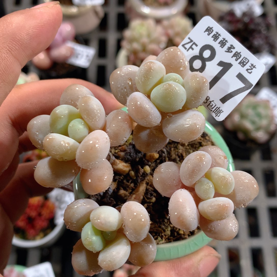 5CM拇指盆精控多肉ZF817