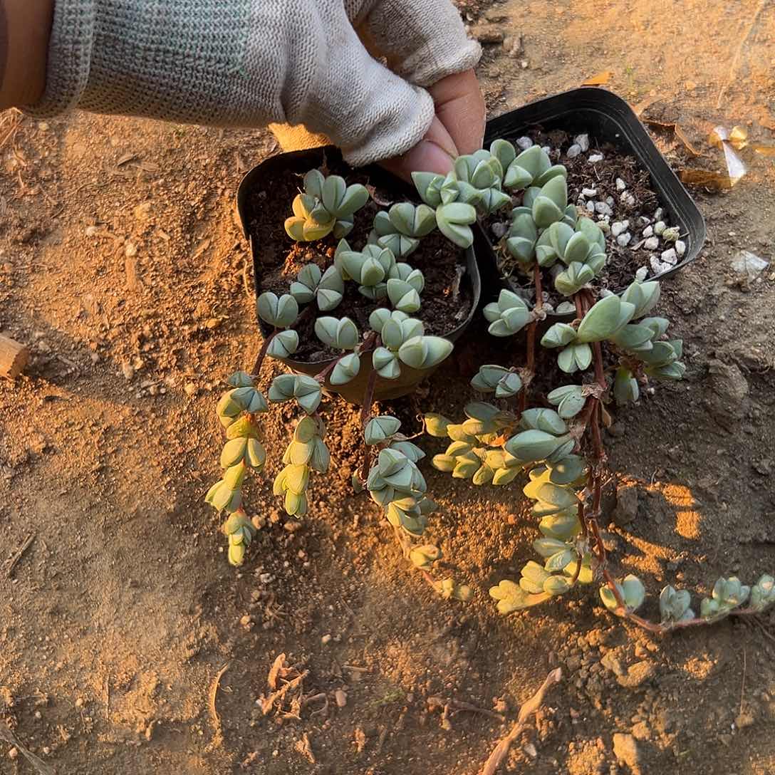 富多摸摸大吧哈哈太有