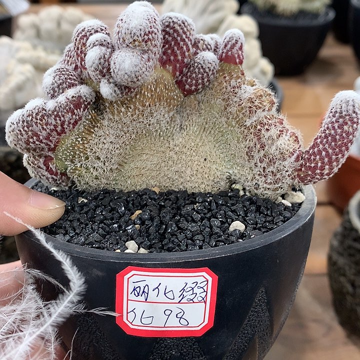 162丽花缀化哈哈哈哈哈哈哈哈哈哈哈哈