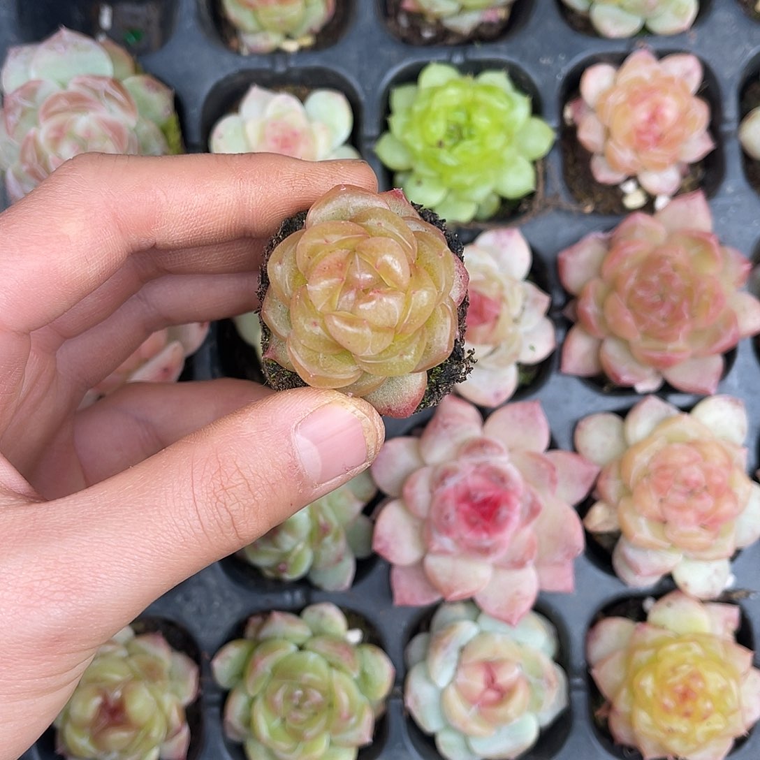 多肉一物一拍23-235