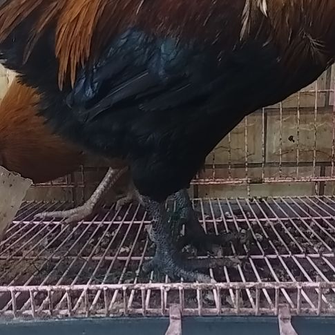 2天中国大陆贵州土鸡