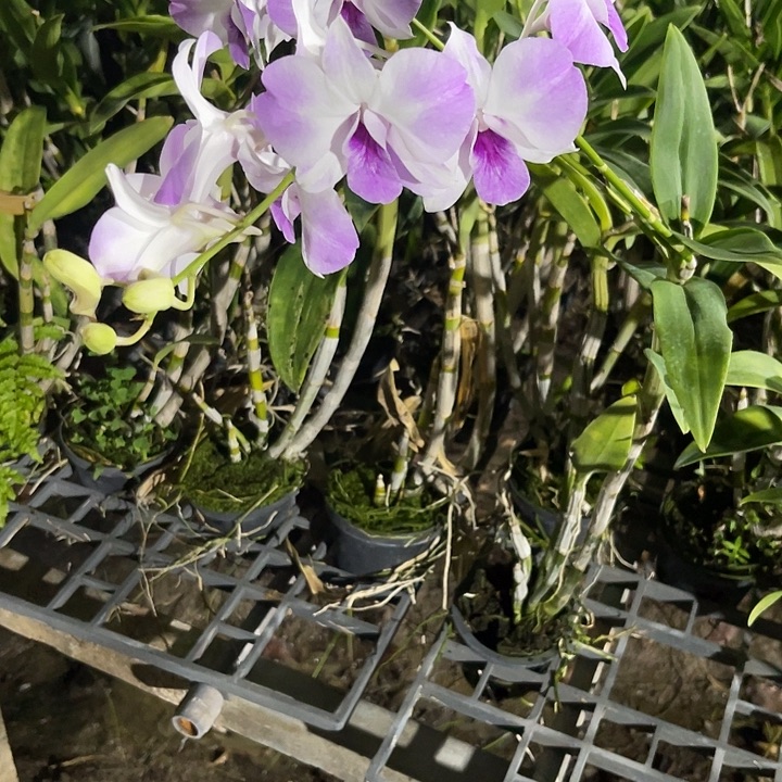 当前无花朵，栽培后可花朵蝴蝶个体304