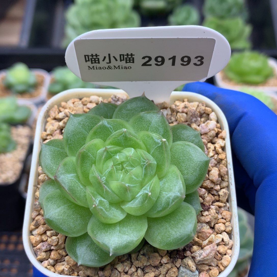 多肉植物杂交珍妮