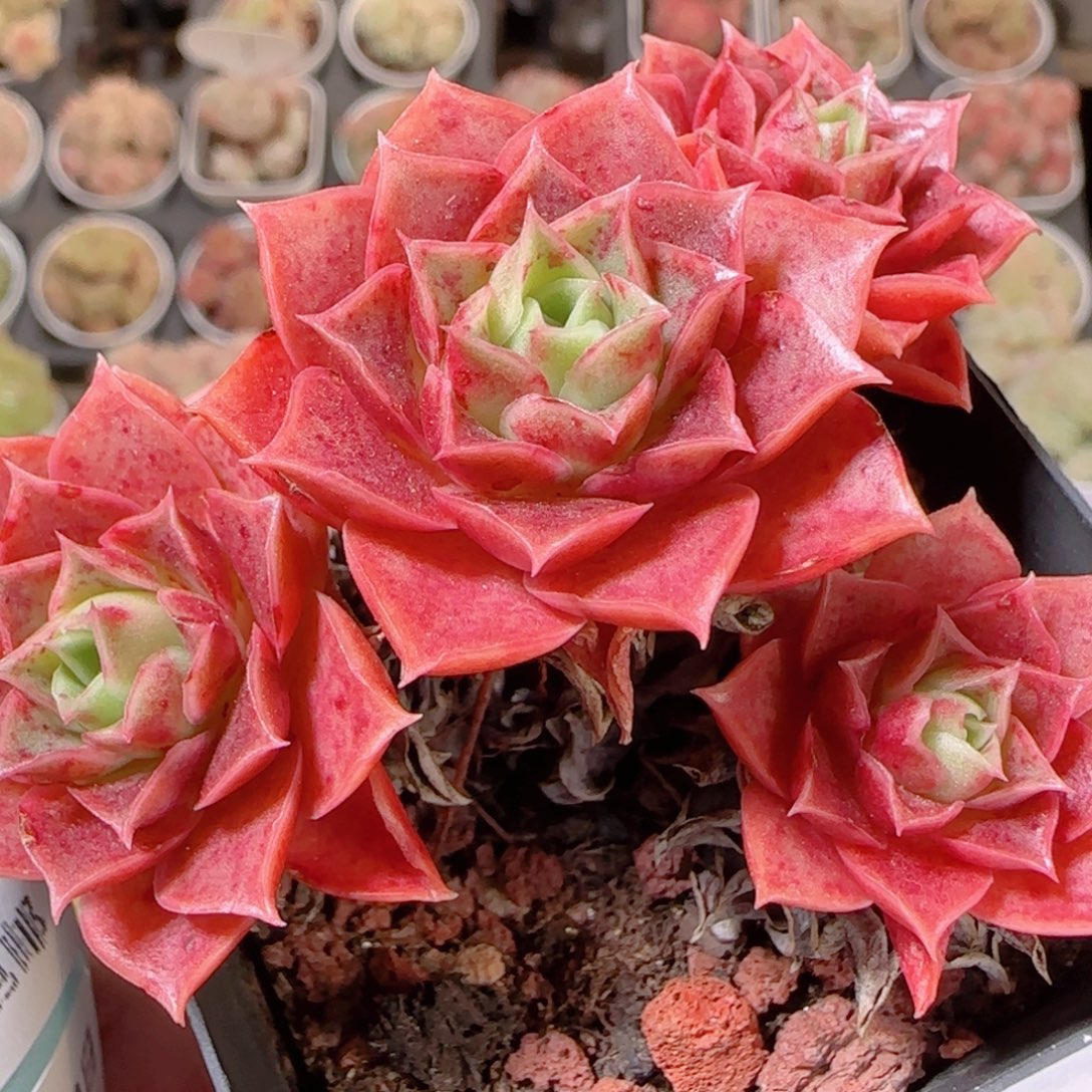 花语多肉1208-305西马