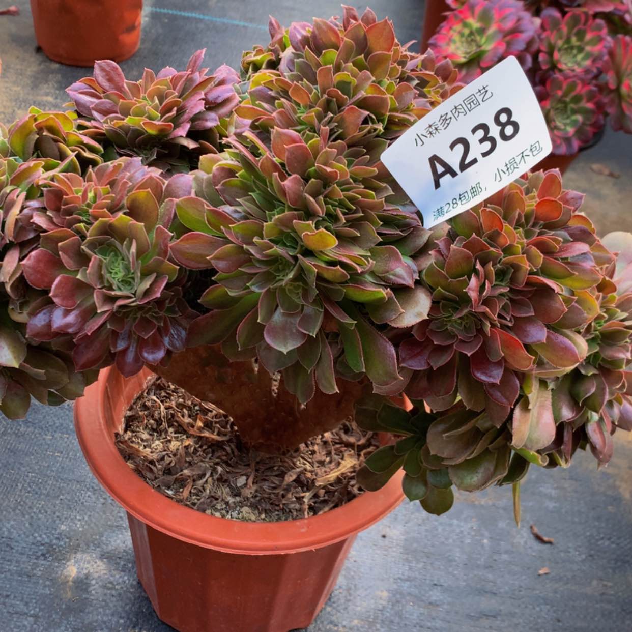 【闪购商品】238玫瑰多肉