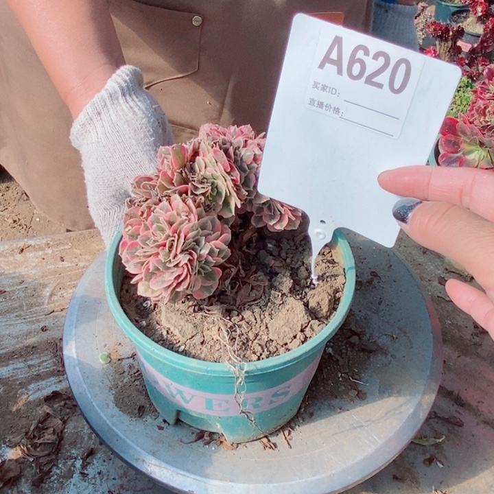 尘***月A620粉女巫粉女巫愤怒