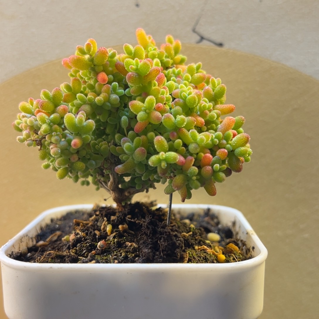 枝干 枝干 枝干 枝干