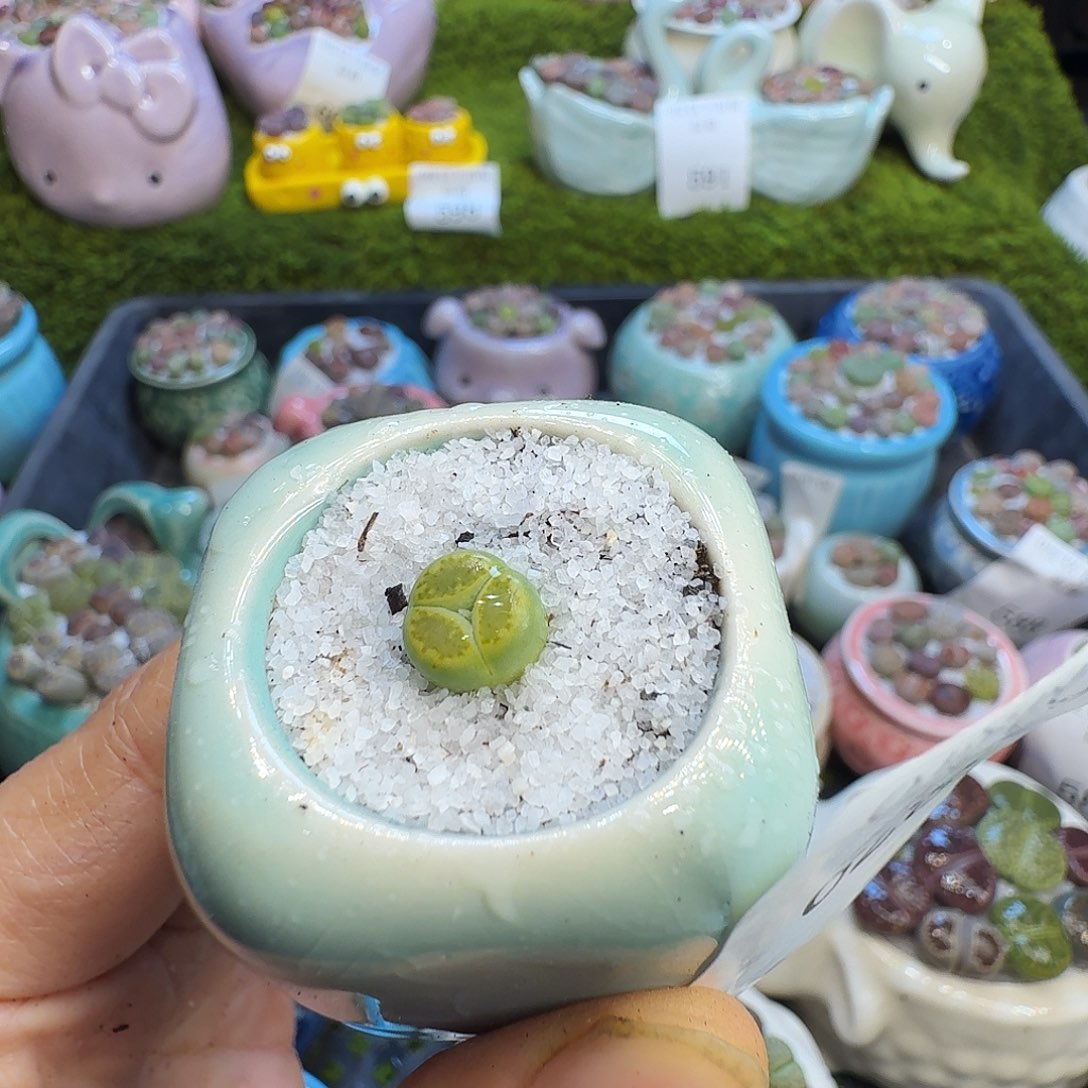 十***～多肉植物开播福利冲628