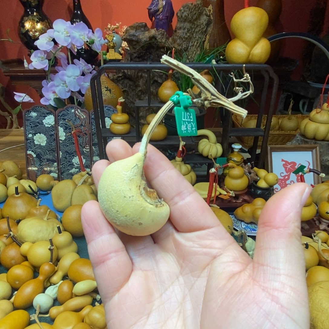 老***大有机玻璃葫芦链接