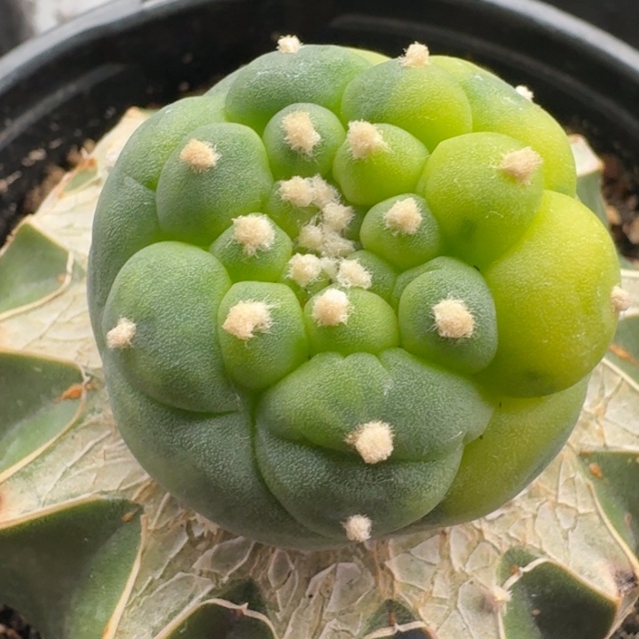 拉丝锦苗接仙人球